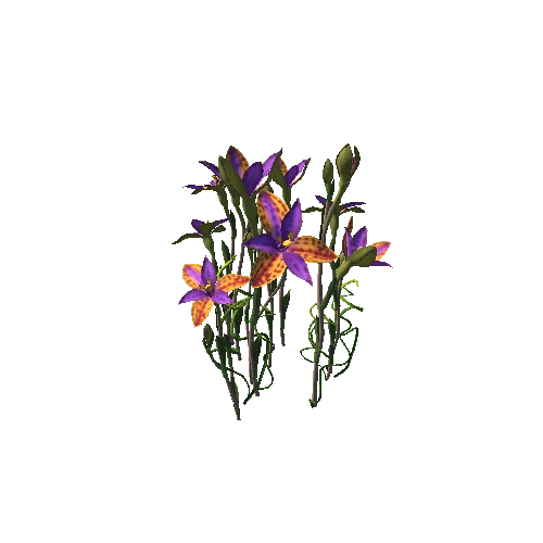 Flower Thelymitra pulcherrima1